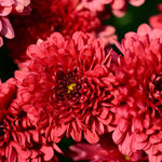 Red Chrysanthemum Plant, Set 2 Red Mums Plants Live, Hardy Perennial Mum Live Plant, 3 to 6 Inch Tall Garden Mum Starter Plants for Garden Beds, Containers, Vibrant Fall Blooms, No Pot