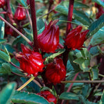 2 Sabdariffa Red Roselle Hibiscus Live Plants, Red Roselle Hibiscus Plant Live for Planting 4-8 Inch Tall, in 4 Inch Pot