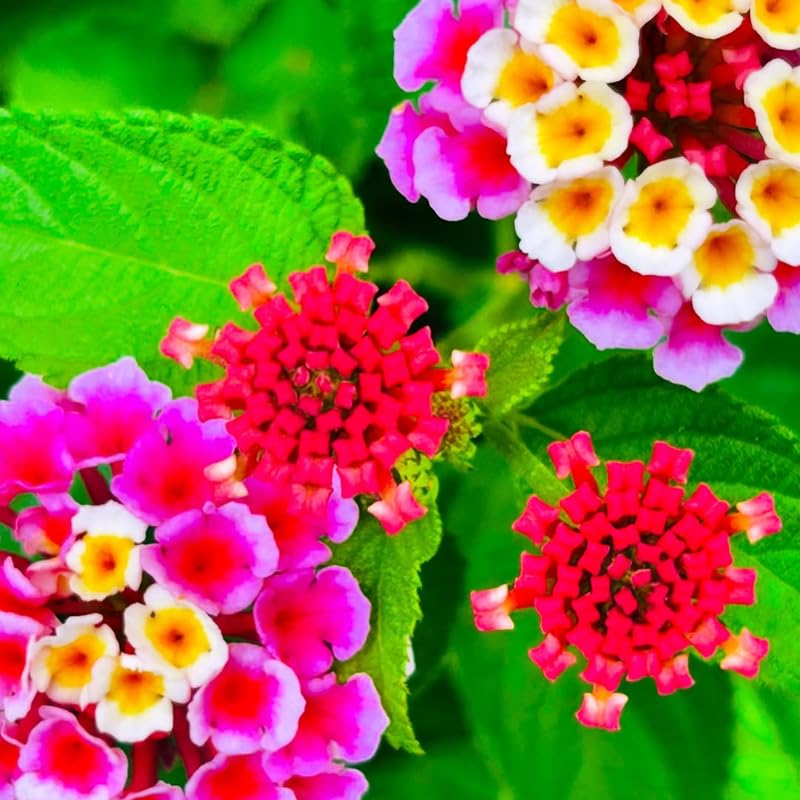 4 Colorful Perennial Lantana Trees Live Plants, Rose Blooms, Hardy and Long Blooming Seasons, Fragrant, 5-10" in Tall, Full Sun Growing