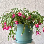 Christmas Cactus Plant Live, Starter Holiday Thanksgiving Cactus Plant for Indoor Outdoor Houseplants, Fasle Easter Cactus Plants Like, Cold Hardy, 5-9" in Tall (Pink)