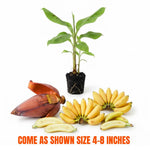 Tropical Banana Tree Live Plant, Edible Fruit, 4-6" Tall