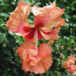 Hardy Hibiscus Plant Live, Peach Hibiscus Tree Live Plant from 8 to 10 Inches Tall, Perennial Hibiscus Flower