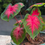 Set 2 Caladium Plants, Mix Caladium Houseplant Live 4-6 Inches Tall, Garden and Container Growing (Red)
