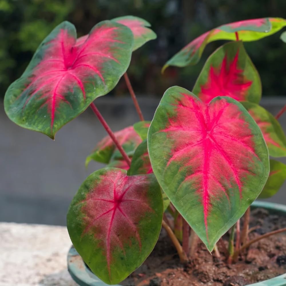 Set 2 Caladium Plants, Mix Caladium Houseplant Live 4-6 Inches Tall, Garden and Container Growing (Red)