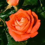 Rose Live Plant for Planting, Rose Bush Ready to Plant, 5-8 Inch Tall, Fragrant Rose Flowers (Orange)