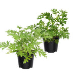 Set 2 of Citronella Plants Live, Citronella Live Plants, Live Citronella Plant Indoor Outdoor, Citronella Indoor Plant, Small Citronella Plants