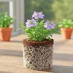 Vitex Blue Tree Live Plant, Chaste Tree, Blue Purple Flowering Vitex Shrub, 5-7 Inches Tall for Outdoor Planting