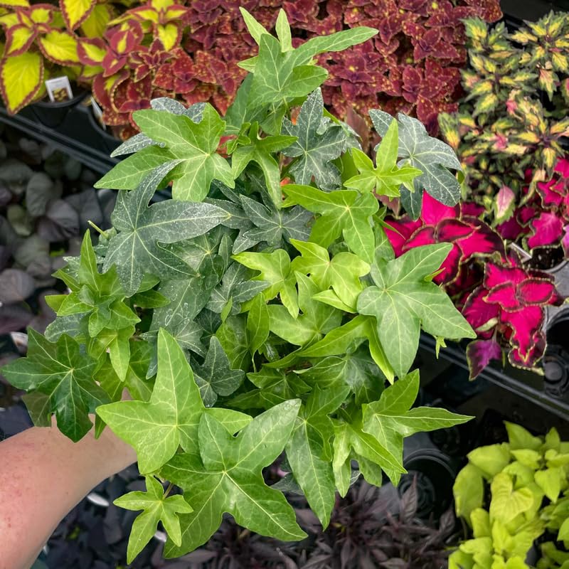 English Ivy Plant, Hardy English Ivy Ground Cover 5-7 Inches Tall