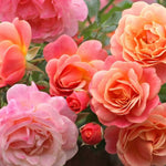 Rose Bush Live Plant for Gardening, Hardy Fragrant Rose Flower Plant, 5 to 10 Inch Tall, Ideal for Outdoor Planting (Coral Rose)