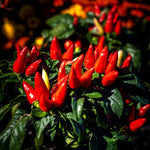 Pequin Pepper Plants Live for Planting, in 4" Pot, Hot Chili Pepper for Indoor and Outdoor Growing