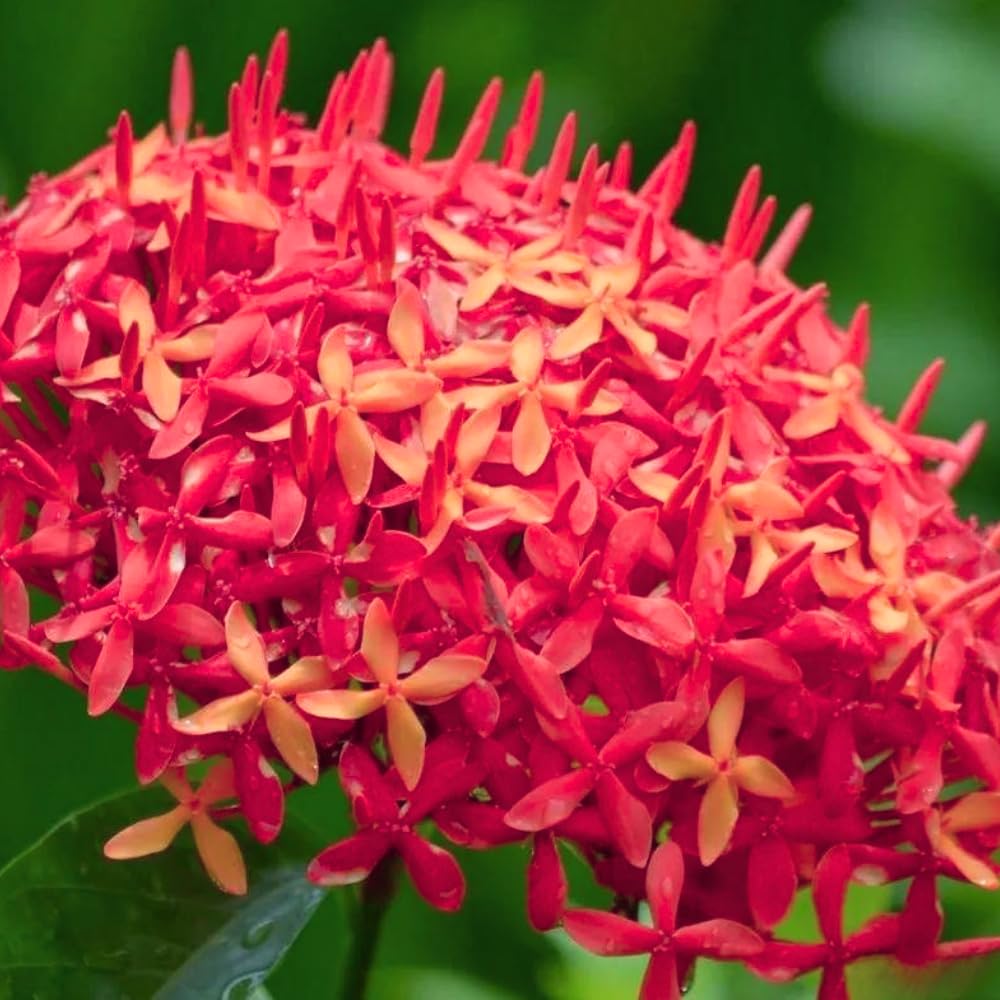 3 Live Ixora Plants, 5-7 Inc, Red Ixora Live Plant, Tropical Shrub Plant for Gardening