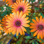 2 Mix Osteospermum African Daisy Plants, Perennial Daisy Flowers for Outdoor Planting 3-5 Inches (Coral)