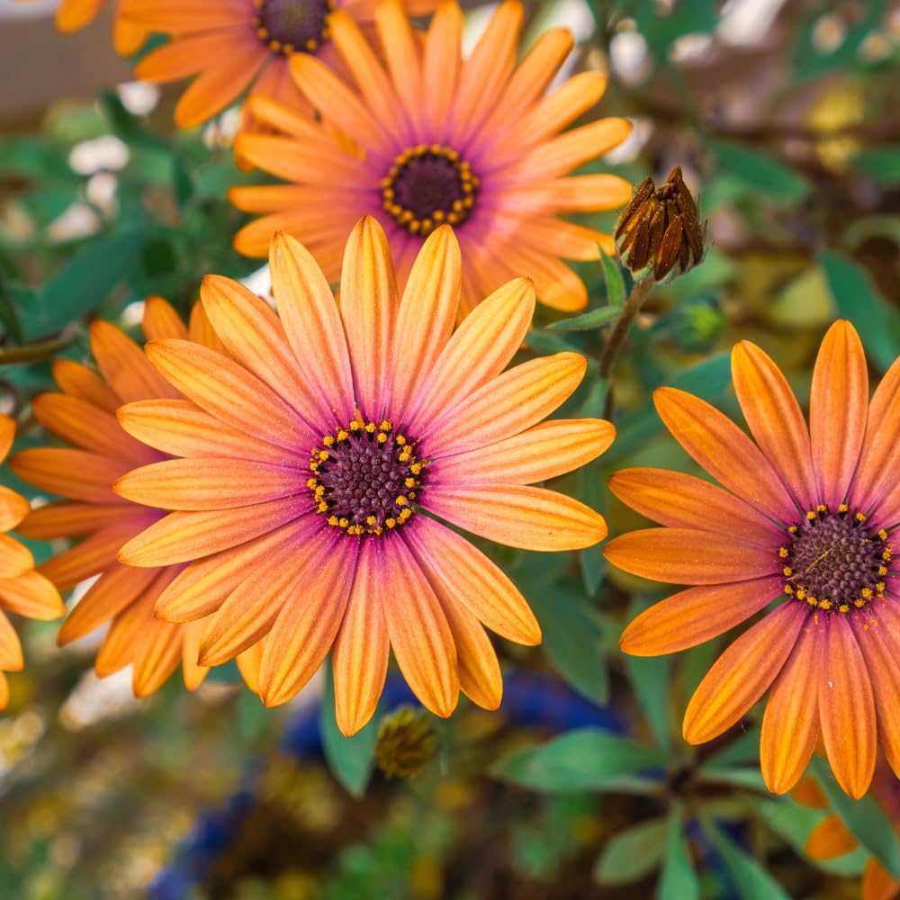 2 Mix Osteospermum African Daisy Plants, Perennial Daisy Flowers for Outdoor Planting 3-5 Inches (Coral)