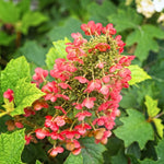 Reblooming Hydrangea Flowers, Hardy Hydrangea Plant Live Bush Shrub, 5-8" Tall Well-Rooted for Garden, Change Colors (Ruby Hydrangea)