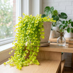 Pack of 2 Creeping Jenny Plants Live, Creeping Jenny Plants, 3-5 Inches Tall, Trailing Ground Cover for Indoor Outdoor Growing