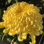Pack 3 Gold Chrysanthemum Plants, Mums Plants Live, 3 to 6 Inch Tall Garden Mum Live Plant, Vibrant Fall Blooms, Hardy Chrysanthemum Flowers, No Pot