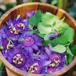 Pack 2 Passion Flower Plants Live, Passiflora Vine Well-Rooted, 5-7 Inch Tall Climbing Vine for Garden Trellises and Fences, No Pot (Deep Purple Passion Flower)