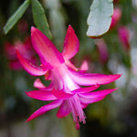 Christmas Cactus Plant, Thanksgiving Cactus in 4” Pot, Colorful Holiday Blooms, Indoor Gardens Growing (True Christmas Cactus)