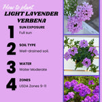 Set of 2 Light Lavender Verbena Plant Live, Light Purple Verbena Live Plant, Purple Flower, 5-7 Inches in Height for Planting