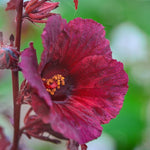 Hibiscus Plants Live, 02 Cranberry Hibiscus Live Plants, Pink Hibiscus Plants, 4 to 6 Inches Tall, Hibiscus Flowers Plants for Gardening Outdoor Indoor