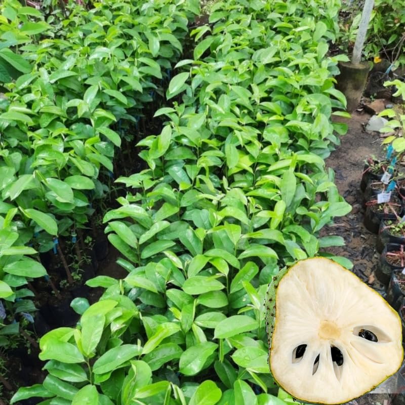 Giant Soursop Guanabana Tree Live Plant, Starter Size 5”-10” Seedling No Pot, Hardy, Tropical Flavor Annona Muricata