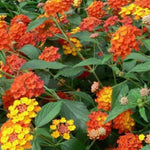 2 Orange Lantana Plants Live, Colorful Perennial, Long-Blooming and Very Hardy, Size 5 to 12 Inches in Tall, Well-Rooted, Outdoor Planting
