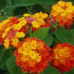 2 Orange Lantana Plants Live, Colorful Perennial, Long-Blooming and Very Hardy, Size 5 to 12 Inches in Tall, Well-Rooted, Outdoor Planting