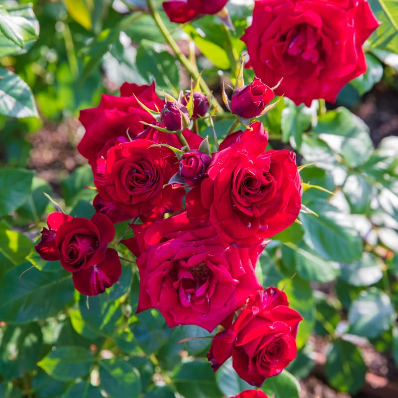 2 Red Rose Bushes Live Starter Plants, Fragrant Red Climbing Rose for Planting Outdoor, No Pot, 1 Year Old Rose Plant, Well-Rooted Rose Plants Live Ready to Plant