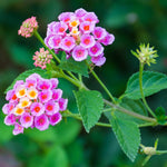 2 Lantana Plants Live for Planting Indoor Outdoor, 4-8" Tall, Fragrant Lantana Flowers Perennial to Grow (Pink Lantana)