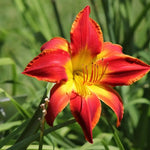 Pack 3 Daylily Bulbs for Planting, Hardy Perennial Flower with Vibrant Blooms, Reblooming Daylilies Bulbs for Garden Borders and Containers (Orange)