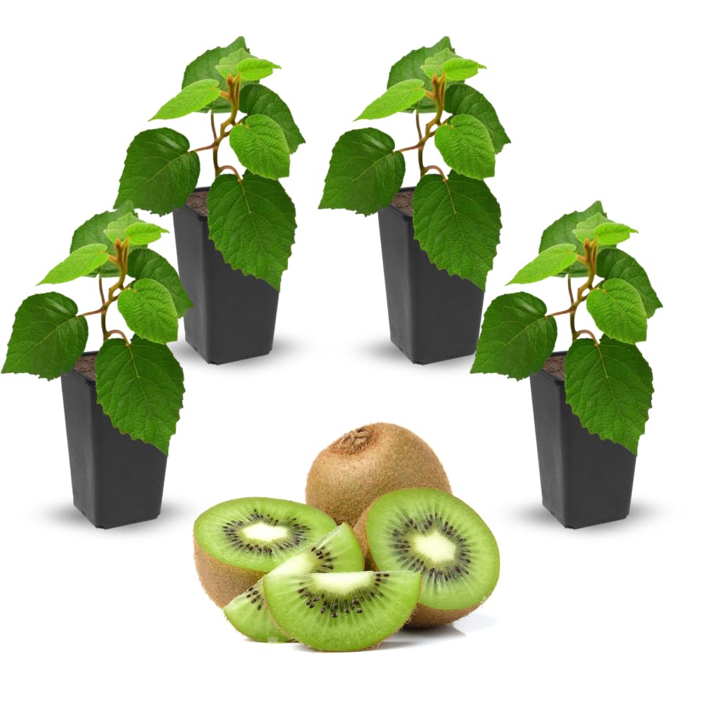 4 Hardy Kiwi Plants Live Vine for Planting, 4-6" Starter Kiwi Trees Live Plant for Outdoor Growing
