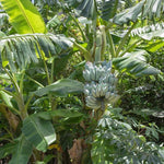 Blue Ice Cream Banana Plant Live, 4-6" Tall Well-Rooted for Indoor Tropical Displays, Cold Hardy Banana Fruit Tree