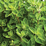 2 Mexican Cuban Oregano Plants Live, 4-6" Tall Spanish Thyme Mexican Mint for Indoor Outdoor Growing
