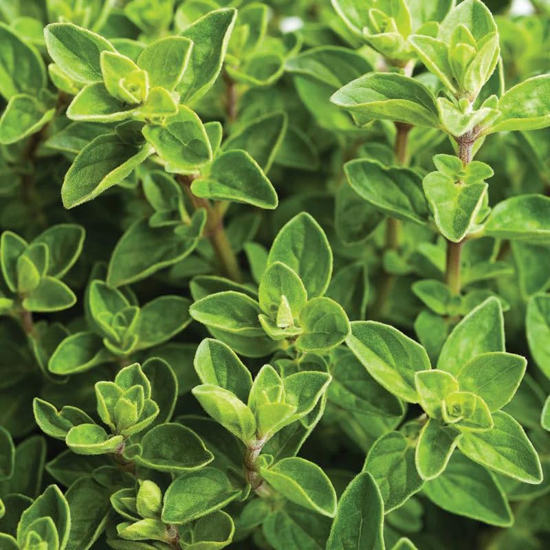 2 Mexican Cuban Oregano Plants Live, 4-6" Tall Spanish Thyme Mexican Mint for Indoor Outdoor Growing