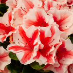 Pink Variegated Azalea Plant Live for Outdoor Spring Planting, 5-9" in Tall, No Pot, Bicolor Blooms