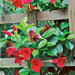 4 Red Mandevilla Plants, Flowering Mandevilla Vine, 4-6” Tall,Trailing Outdoor Plant for Trellises, Hanging Baskets, or Pots