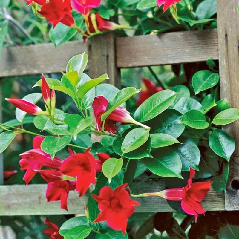 2 Red Mandevilla Plants Live, Trailing Mandevilla Vine for Outdoor Planting, 4-6 Inch Tall Live Flowering Vine for Trellis or Containers