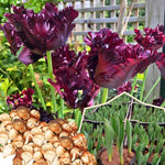10 Tulip Bulbs for Spring Planting, Black Parrot Tulip Bulbs for Fall Planting, Flower Bulbs Growing
