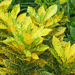 Gold Green Croton Plant Live, Live Croton Plant, 4 to 6 Inches Tall, Croton Live Plant for Garden