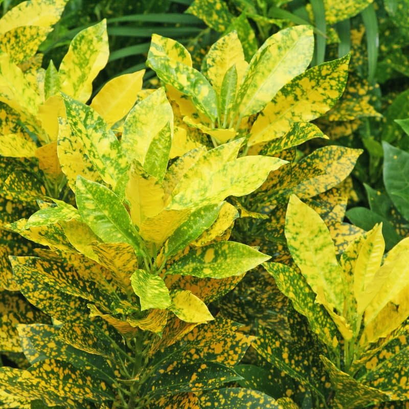 Gold Green Croton Plant Live, Live Croton Plant, 4 to 6 Inches Tall, Croton Live Plant for Garden