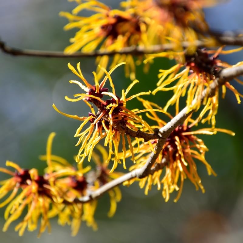 Witch Hazel Bush Shrub Plant, 1 Year Old Witch-Hazel Tree Live Plant Bare Root, Ready to Plant Outdoor, 6" to 1 Ft Tall