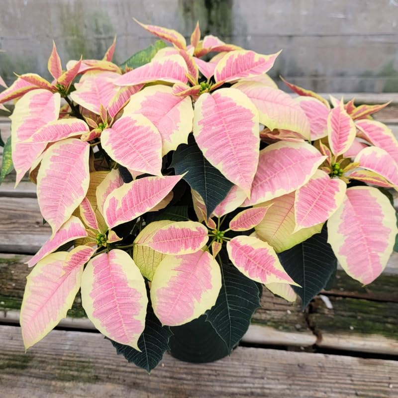 2 Poinsettia Plants Live, Pink Yellow White Poinsettia Flowers Christmas Decorations, Holiday Houseplant, Poinsettias Trees Plants, No Pot, 5-9" Tall
