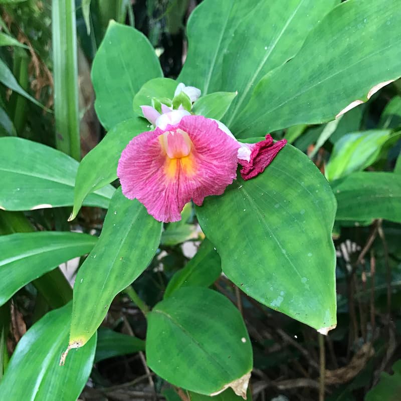 African Princess Ginger Plant Live for Planting 4 to 8 Inch Tall, Pink Ginger Flowers to Grow
