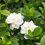 3 Cape Jasmine Plants Live, 4 to 7 Inc in Height, Frost Proof Gardenia Plant Jasmine Live Plant Climbing Flower Perennial