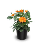 2 Orange Crossandra Plants Live, Starter Plants, Crossandra Flowers Live Plants