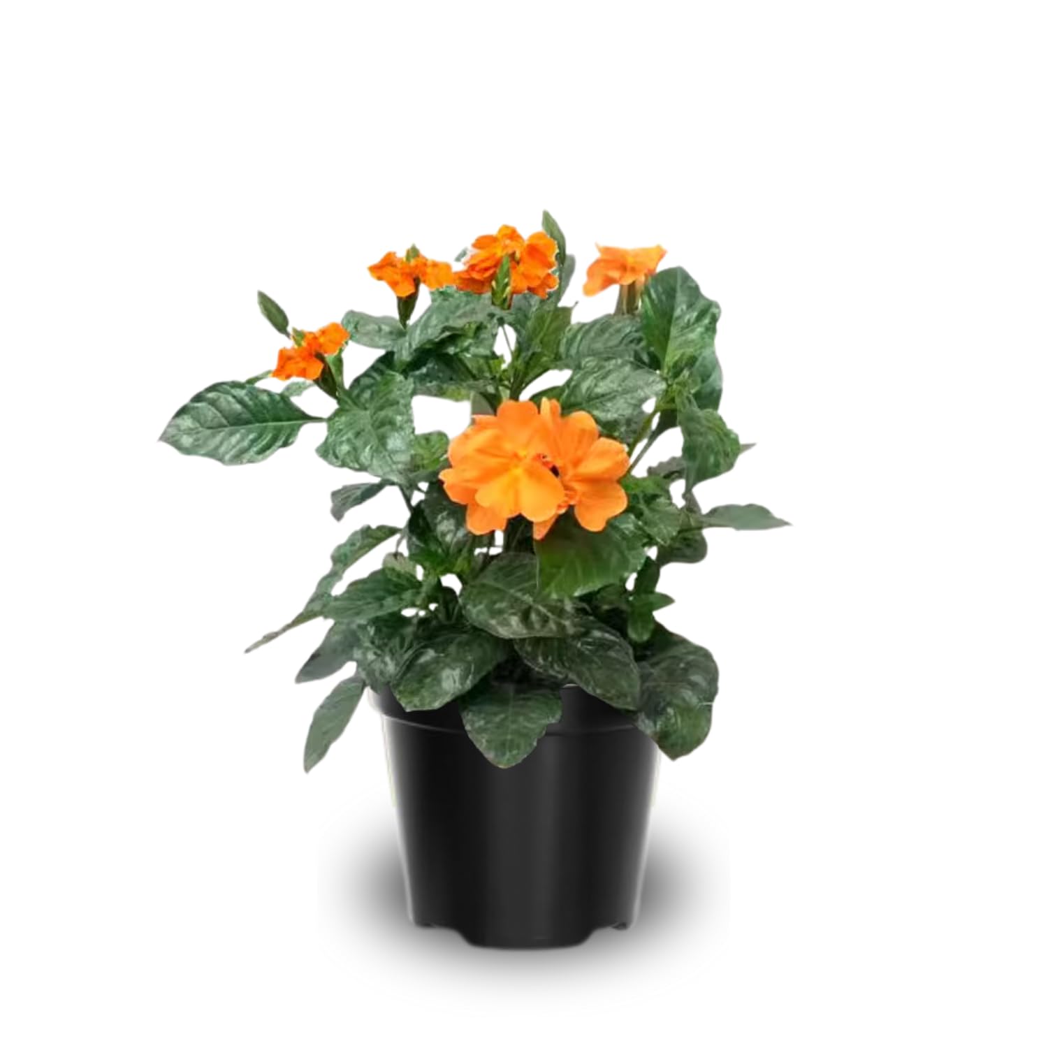 2 Orange Crossandra Plants Live, Starter Plants, Crossandra Flowers Live Plants