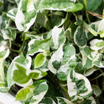 N'Joy Pothos Plant Live 4'' Pot, Indoor Houseplant Well Rooted, Hanging Planter or Basket Growing