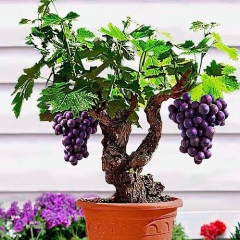 Deep Purple Seedless Grape Vines Live Plants for Planting, 5-10" Grape Tree for Outdoor Garden, Dormant in Winter, Cold Hardy, Sweet Flavor