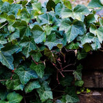 English Ivy Plant Live, Hardy Ground Cover, Ivy Climbing Vine Starter 4 Inch Pot