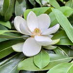 Sweetbay Magnolia Tree in Gallon Pot, Live Flowering Magnolia Tree, Hardy Ornamental Shade Trees with Fragrant Blooms